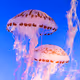 Just Jellyfish