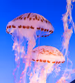 Just Jellyfish