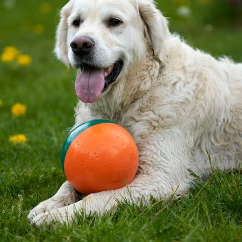 dog3