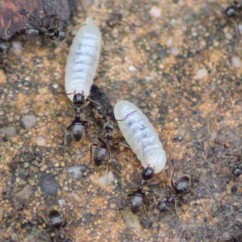 2011 Will Never Happen Again - By SoliDion