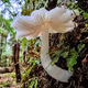 The Shrooms Of Tassie