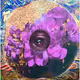 Terasight: Infinity Flower Collection