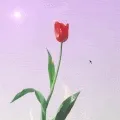 Burning Tulip