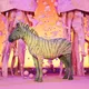 GALACTIC ZEBRA