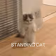 Standing Cat Meme