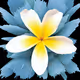 flowerclub v2