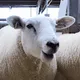 Animality