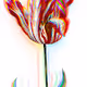 Non Fungible Tulips