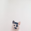 CATS the only