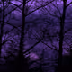 Sleeping_Forest