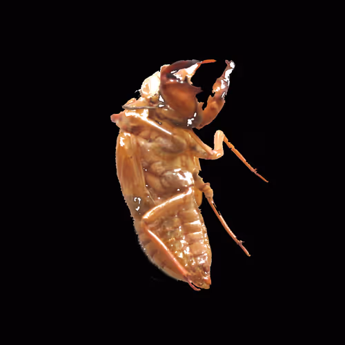 cast-off shell series