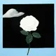 WHITE ROSES by SIDNE