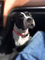 my pup amelie - old