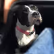 my pup amelie - old