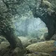 Mystical Woodland