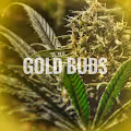 GOLD BUDS
