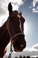 Wild Horse Collection