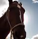 Wild Horse Collection