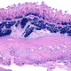 Duodenum, Human, PBA/Kernechtrot, 40x - Hsitological Artificial inteligence