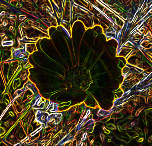 Flower collection - Photography by Peggy Araujo transformed to digital Art by the artist T
