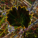 Flower collection - Photography by Peggy Araujo transformed to digital Art by the artist T