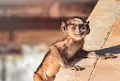 Wildlife Reverie