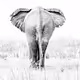 Elephant art collection - old