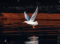Dance of the Seagulls