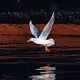Dance of the Seagulls