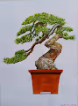 Bonsai  Trees