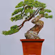 Bonsai  Trees
