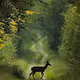 Nature_artNft