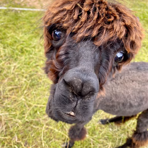 Curious Goats and Alpacas