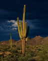 Arizona Living Collection