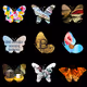 Crypto Butterfies V2 - old