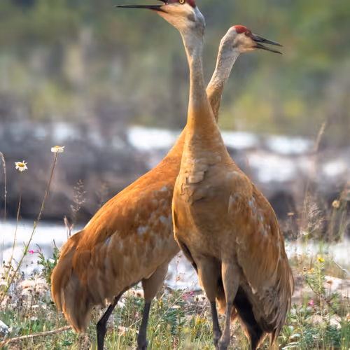 Wildlife by Dave Markel