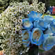 blue rose V2