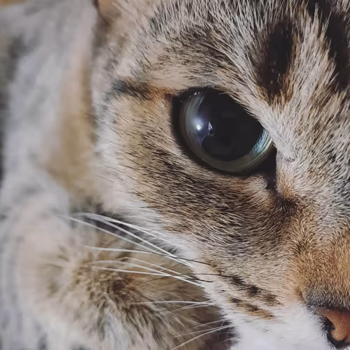 The nose with the smell of the sky and its 9 lives