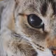 The nose with the smell of the sky and its 9 lives