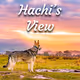 Hachi's View