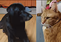 Dog and Cat !