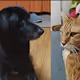 Dog and Cat !