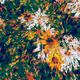 Spring Days V2