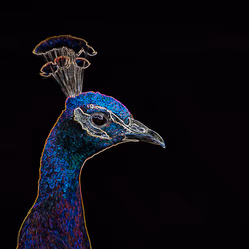 Lighten up after the dark animals