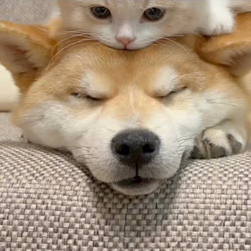 kyjhguk