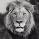 A Fallen King by Byron Grobler