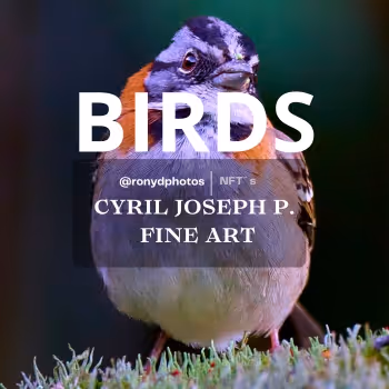 Wings of the World: The Magic of Birds in Digital Art
