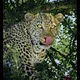 African Wild Stories