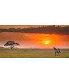 African Wild Stories