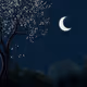 Evening